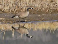 goose reflection.jpg