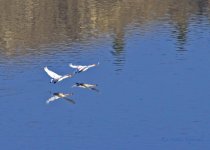 swam reflection.jpg