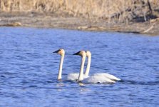 swan trio.jpg