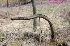 092 Dead Tree-130402_01.jpg