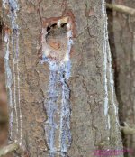 092 Woodpecker Holes-130402-02-Cropped_01.jpg