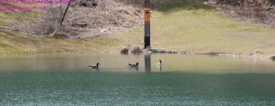 092 Geese-130402-Cropped_01.jpg