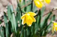 Yellow Flower1.jpg