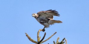 marsh hawk.jpg