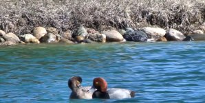 redhead pair.jpg