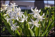 Day93Flowers.jpg