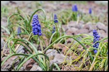 Day93BlueFlowers.jpg