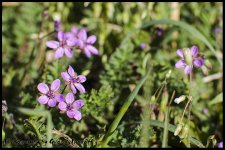 Day93GrassFlowers.jpg