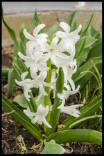 Day93WhiteFlower.jpg