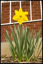 Day93YellowFlowers.jpg