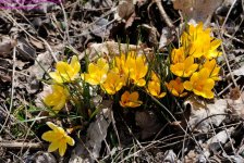094 Crocuses-130404_01.jpg