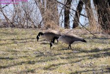 094 Geese-130404-10_01.jpg