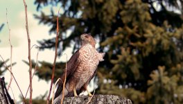 marsh hawk II.jpg