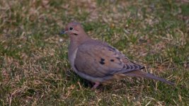 squab-like.jpg