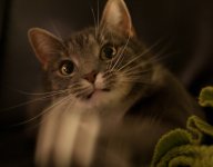 IMG_8974 copy.JPG