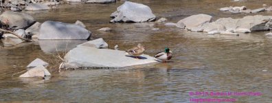 095 Ducks-130405-01-Cropped_01.jpg