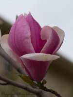 Magnolia_2013NET.jpg