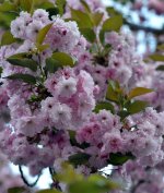 Treeflowers1.jpg