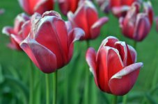 TulipsRed1.jpg