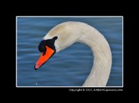 Swan(portrait).jpg