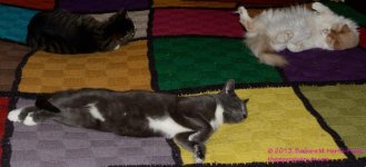 097 Cats-130407-04-Cropped_01.jpg