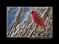 Cardinal-(3).jpg
