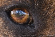 Reflection in Dog Eye.jpg