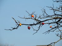 DSCN7940a.jpg