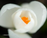 DSC_3371_6305-5.jpg