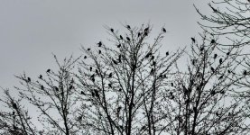 blackbirds.jpg
