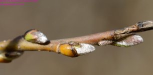 099 Pussy Willow Buds-130409-Cropped_01.jpg