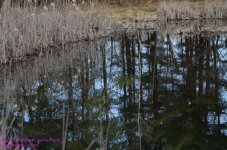 099 Burke's Pond-130409-01_01.jpg