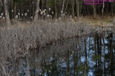 099 Burke's Pond-130409-04_01.jpg