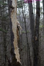 099 Bear Evidence-130409-03_01.jpg