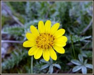 WILD FLOWERS 020.jpg