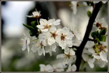 WILD FLOWERS 017.jpg