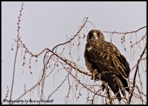 Day98Hawk.jpg