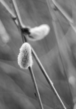 pussy willow.jpg