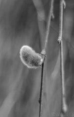 pussy willow1.jpg