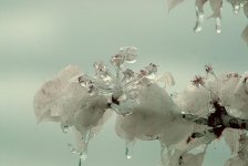Ice Blossom.jpg