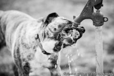Bo Black and White Drinking Water.jpg