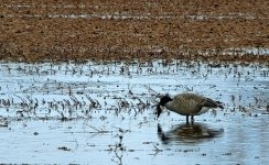 goose in flood.jpg