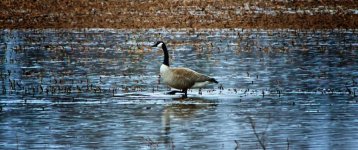 goose steppin.jpg