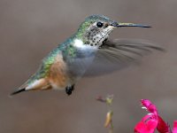 Hummer7.jpg