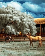 Tradewinds IR ReDo  3_01.JPG