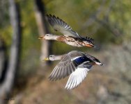 MallardFlight-200.jpg