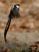 Whydah2.jpg