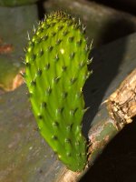 Cactus2.jpg