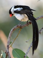 Whydah4.jpg