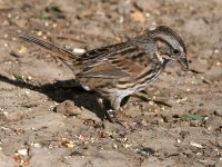 Sparrow2.jpg